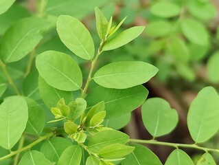 Detailed view of lush green leaves showcasing intricate textures and vibrant foliage in daylight.