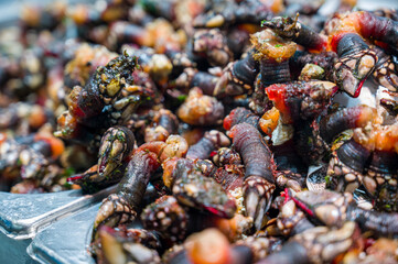 Fresh Goose neck barnacles or Galician barnacles (Pollicipes pollicipes) - known in Spain as...