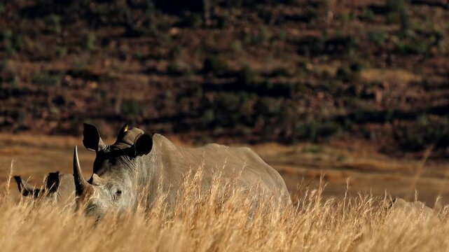 Head ears and horn of white rhinoceros visible above tall grass at sunrise
