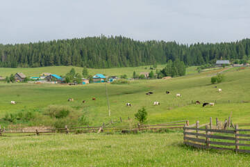 Lush green pasture with grazing cows, wooden fences, and distant farmhouses under a clear sky,...