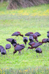 Ornithology. Flock of glossy Ibis (Plegadis falcinellus) resting or feeding in green meadows in...