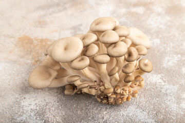 Raw Oyster mushroom, Pleurotus ostreatus on brown concrete. Side view