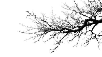 Dark branches on white background for minimalist design
