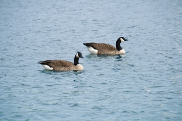 Two Canada geese swim leisurely on calm water. A harmonious nature motif