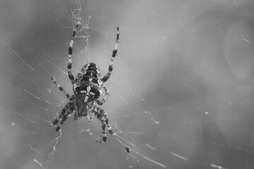 Macro shot of a cross spider on its elaborate web against a green background.