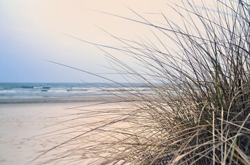 Coastal landscape with dune grass in the foreground and waves in the background.