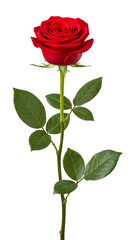 Single beautiful red rose flower with green leaves and stem. Isolated on transparent background, png