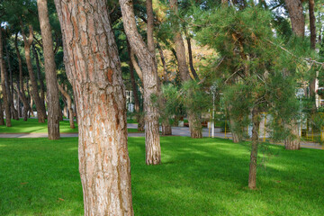Obraz premium Beautiful embankment of Gelendzhik resort. Walking path along the Black Sea with lush pines. Pitsunda pine (Pinus brutia pityusa) were planted in Gelendzhik more than 100 years ago