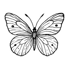 Elegant monochrome butterfly illustration vector