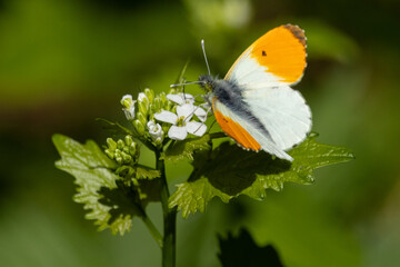 Aurorafalter auf wei&szlig;er Bl&uuml;te