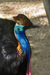 Daintree Rainforest Southern Cassowary. Queensland, Australia. Up Portrait of a Cassowary – Rare Dinosaur-Like Bird . World’s Most Dangerous and Colorful Flightless Bird. New Guinea and Indonesia.