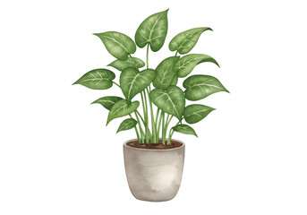 Obraz premium Illustration Potted Green Houseplant Plant with Transparent Background