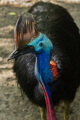 Daintree Rainforest Southern Cassowary. Queensland, Australia. Up Portrait of a Cassowary – Rare Dinosaur-Like Bird . World’s Most Dangerous and Colorful Flightless Bird. New Guinea and Indonesia. © Leandro Miguel