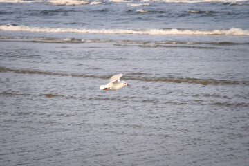 A lonely seagull glides elegantly over the vast sea under clear skies.