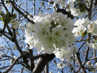 Close-up photo of cherry blossoms in full bloom