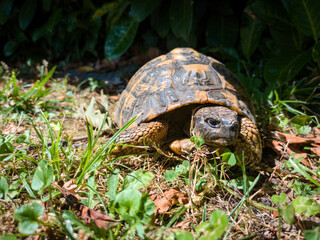 Testudo hermanni, 15-year-old land tortoise in a garden