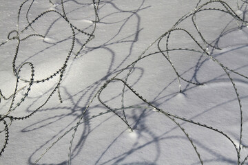 Barbed wire on snow