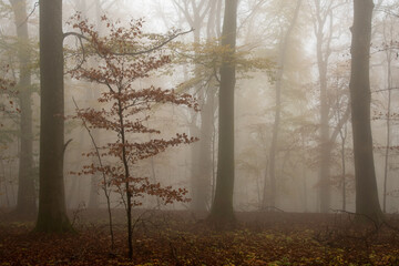 Herbstwald im Nebel
