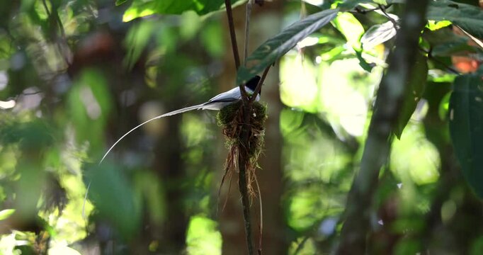 The delicate nest, woven with natural fibers, provides a safe haven for the Asian Paradise Flycatcher in Sabah, Malaysia
