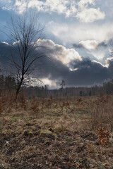 A single tree rises from a misty, bare forest under a gloomy sky.