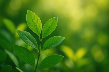 A Close-Up of Lush Green Leaves in a Blurred Garden Backdrop