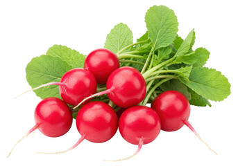 Isolated Fresh Red Radishes, Vibrant and Crisp