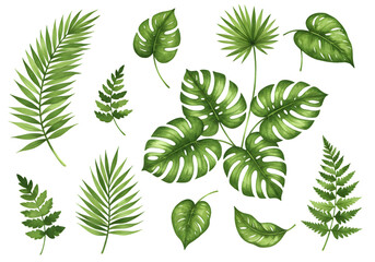 Illustration Tropical Green Leaves Plant Design on Transparent Background
