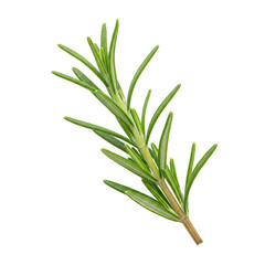 Obraz premium Isolated Rosemary Herb Sprig Aromatic Culinary Green Spice Ingredient