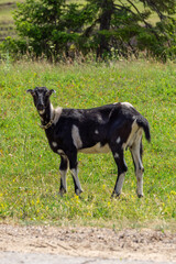 Black and white goat standing in a lush green field, surrounded by wildflowers and tall grass, showcasing the beauty of rural life and nature's tranquility