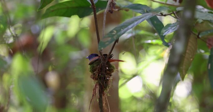 The delicate nest, woven with natural fibers, provides a safe haven for the Asian Paradise Flycatcher in Sabah, Malaysia
