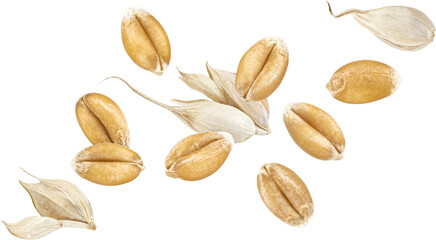 Wheat seeds isolated on white background