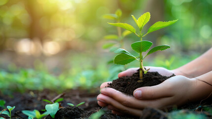 Protecting Young Tree in Hands: Earth Conservation Image