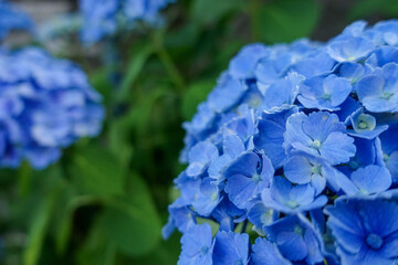美しい青いあじさいの花-Beautiful blue hydrangea flower-