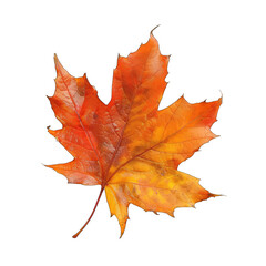 Autumn maple leaf, vibrant orange-red tones