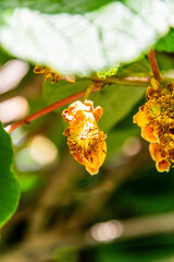 Actinidia deliciosa pertenece a la familia Actinidiaceae.