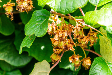 Actinidia deliciosa pertenece a la familia Actinidiaceae.