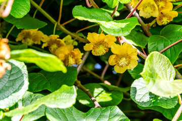 Actinidia deliciosa pertenece a la familia Actinidiaceae.