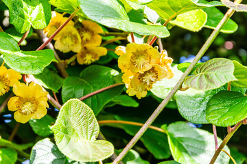 Actinidia deliciosa pertenece a la familia Actinidiaceae.