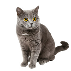 Obraz premium Portrait of Gray British Shorthair Cat with Transparent Background Isolated