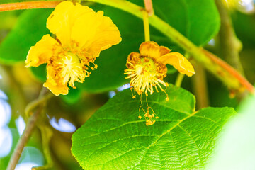Actinidia deliciosa pertenece a la familia Actinidiaceae.