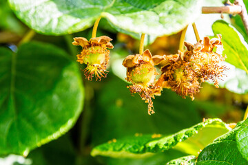Actinidia deliciosa pertenece a la familia Actinidiaceae.