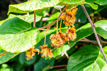 Actinidia deliciosa pertenece a la familia Actinidiaceae.