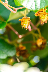 Fototapeta premium Actinidia deliciosa pertenece a la familia Actinidiaceae.