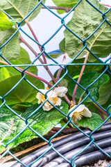 Actinidia deliciosa pertenece a la familia Actinidiaceae.