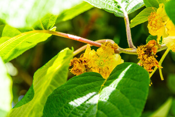 Actinidia deliciosa pertenece a la familia Actinidiaceae.