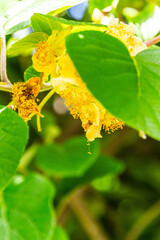 Actinidia deliciosa pertenece a la familia Actinidiaceae.