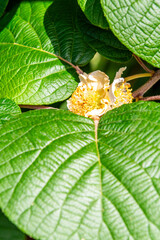 Actinidia deliciosa pertenece a la familia Actinidiaceae.