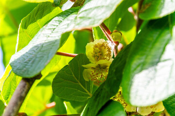 Actinidia deliciosa pertenece a la familia Actinidiaceae.