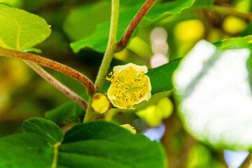 Actinidia deliciosa pertenece a la familia Actinidiaceae.