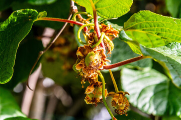 Actinidia deliciosa pertenece a la familia Actinidiaceae.